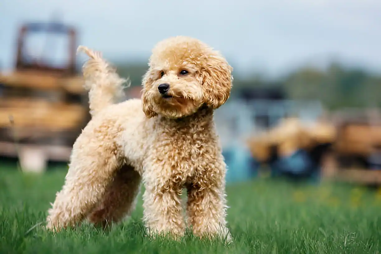 Apricot Poodles