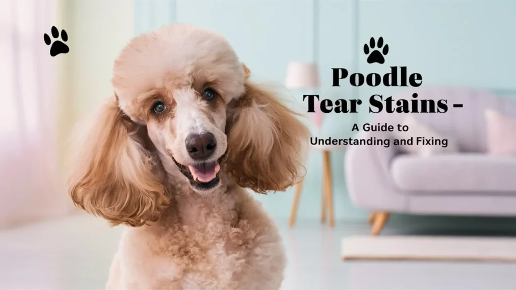 Poodle tear stains
