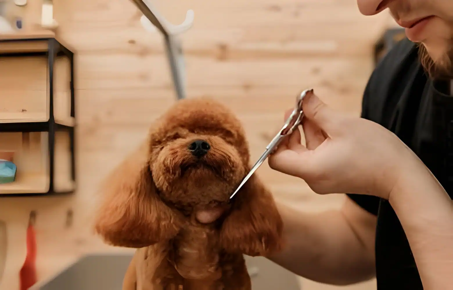 When Should a Poodle Get Their First Haircut