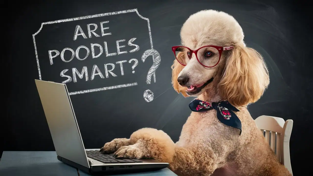 are poodles smart